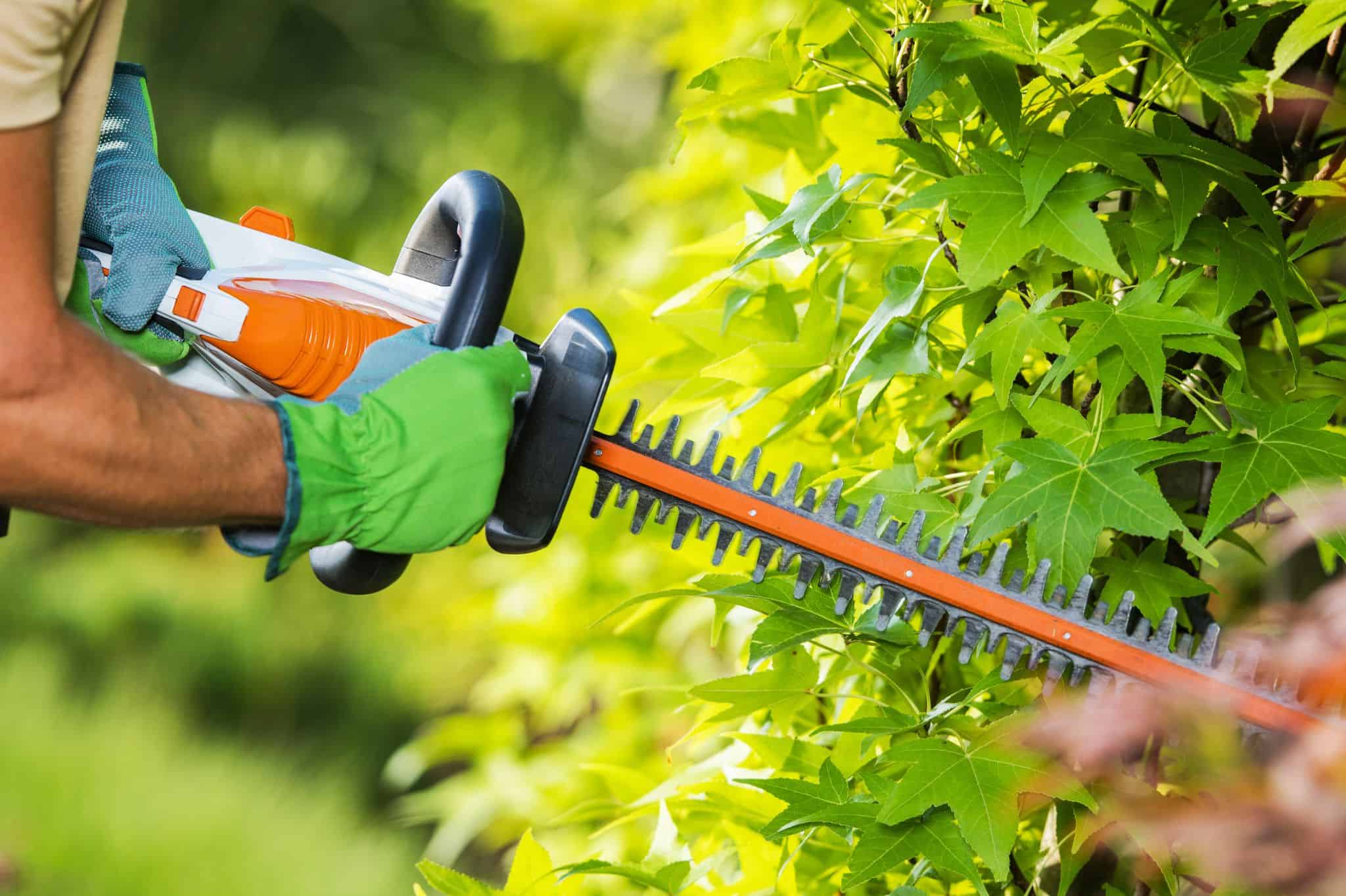 Schneider nutzt eine Akku-Heckenschere zur professionellen Gartenpflege und Bausanierung.